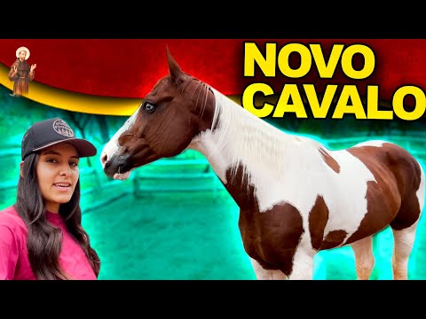 Nosso Novo Cavalo Paint Horse