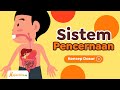 Understanding the Digestive System