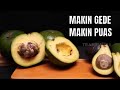 Avocado Cultivation and Uses