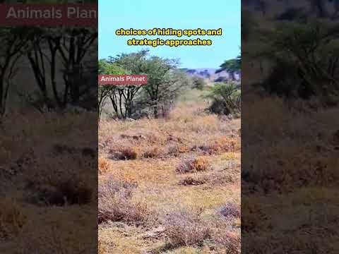 Mastering the Hunt: Unveiling the Intelligence and Agility of Leopards in Capturing Prey.