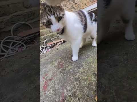 Day in the life of my cute adventure cat 🐈📷 #cat #catvideos #catfunny