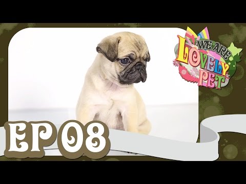 We Are Lovely Pet - "เพอซีเดค กับทองหยอดที่หายไป" [Ep.8] 18+ l VRZO