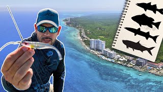 Manglares de Cozumel: Reto 4 Especies en 48 horas