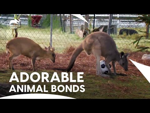 A Kangaroo, Muntjac Deer & Ruffed Lemur Form an Unbreakable Friendship | Too Cute | Animal Planet