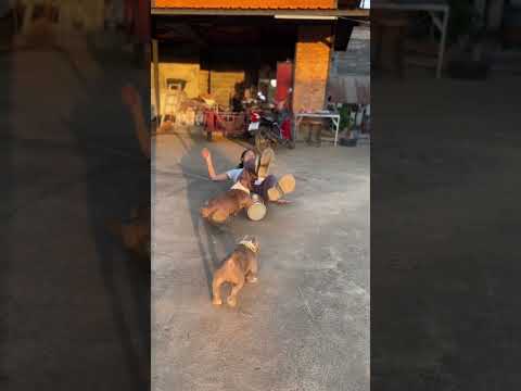 วิ่งเร็วเกิ๊นน🤣 #มามี๊ปุ๊กกี้ #americanbully #สุนัขพันธุ์อเมริกันบูลลี่ #puppy #pets