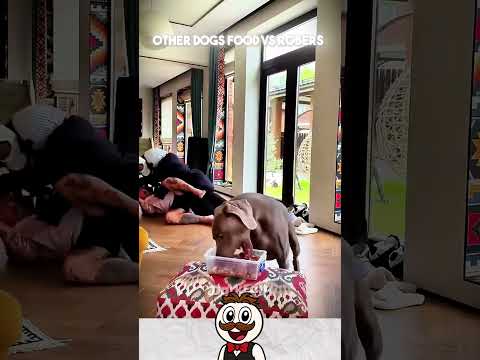 Así reaccionan estos perros cuando le roban a sus dueños│Créditos: DarkEdit