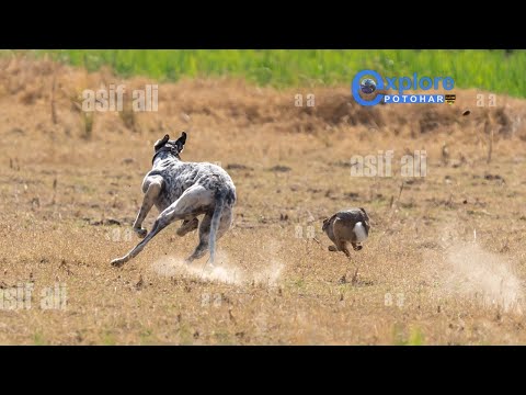 RABBIT HUNTING WITH GREYHOUNDS / HARE HUNTING DOGS @ExplorePotohar
