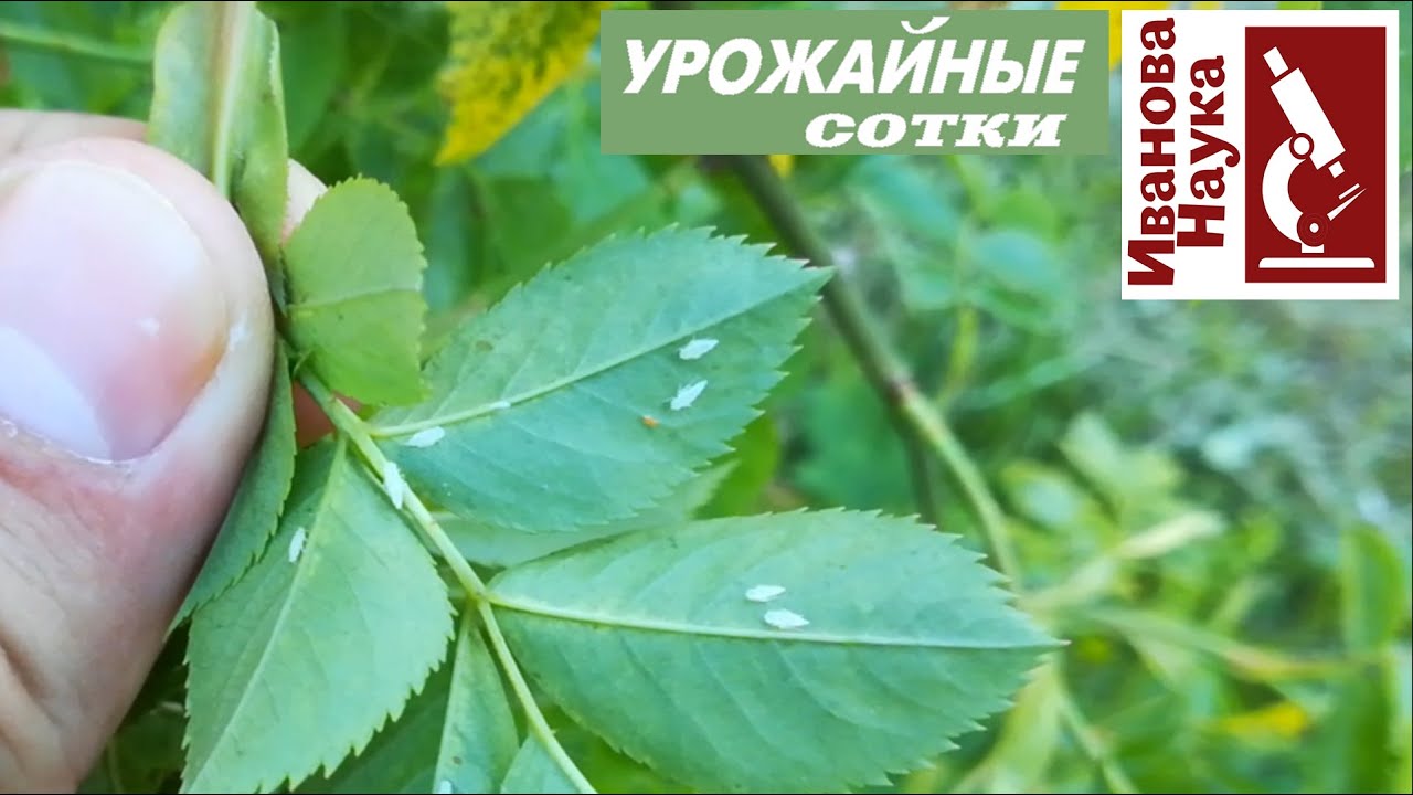 Томаты в опасности, розы под атакой, весь сад рискует быть уничтоженным этой букашкой!