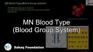 MN Blood Type (Blood Group System)
