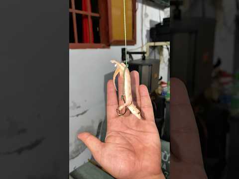 dùng thằng lằn cắm câu #anfishing1610 #fishing #shorts