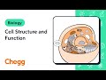 Cell Structure and Function Concepts