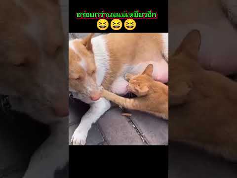 แม่หมามีลูกเป็นแมว?? #funny #ฮาๆ #animals #คลายเครียด #cat #dog