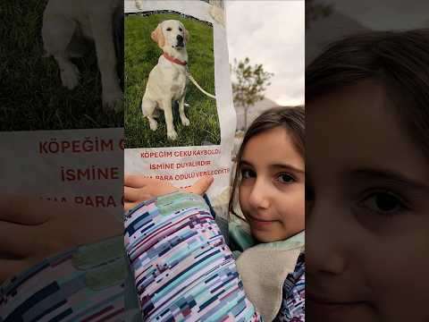 Köpek Ceku Kaybolmuş #shortsvideo #shorts
