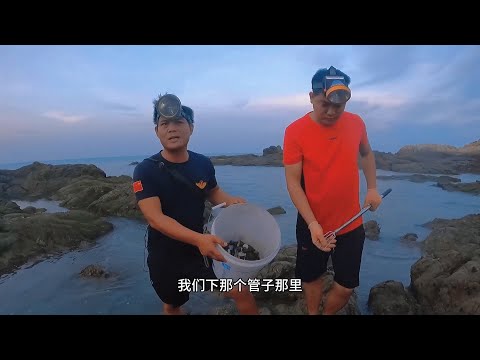 大退潮后，老四团队赶海发现不少新鲜海货，比捡钱还爽