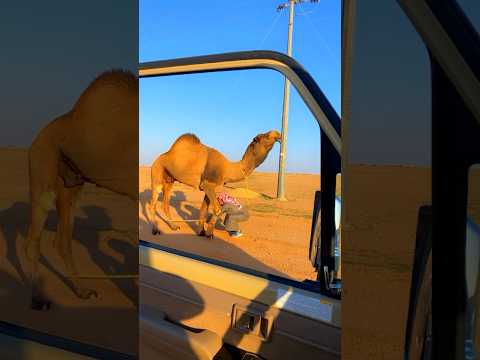 #السعودية #الابل #ناقة #الجمال #مزاين #ربيع_السعوديه #حصري #الجوف #حليب_خلفات #فلوق