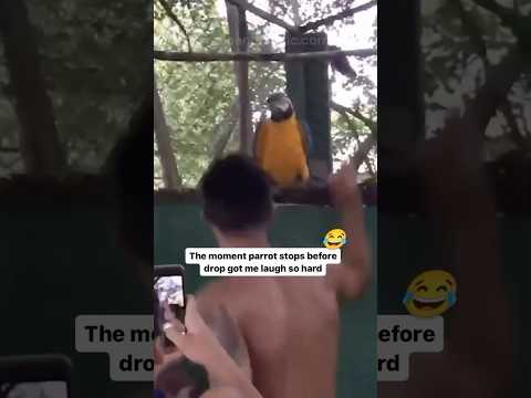 This Parrot ๐ฆ๐ฅ #edm #bass #dance #music #festival #rave #dubstep #dj #vibes #shorts #short #house