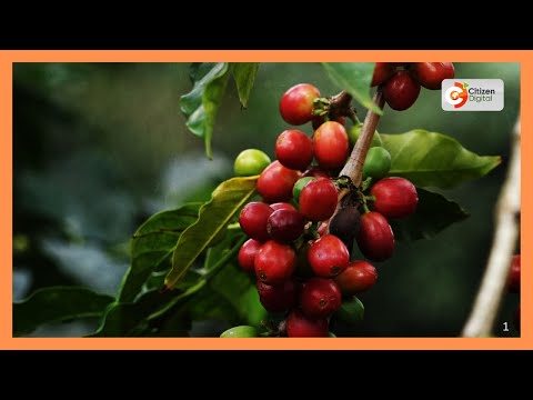 YouTube video thumbnail: Government Seeks to Boost Local Coffee Uptake