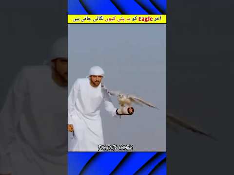What Is The Purpose Of A Falconry Hood