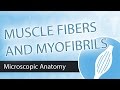 Skeletal Muscle Anatomy Concepts