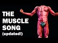 Human Skeletal Muscles Overview