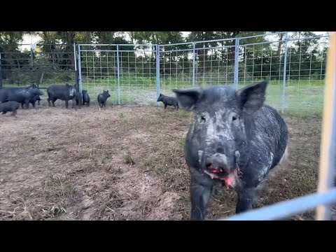 I Got Too Close and Got BIT!!