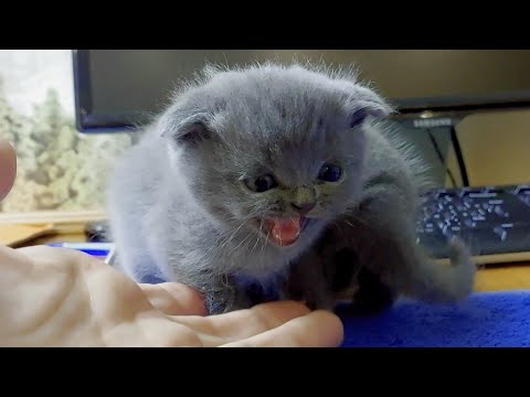 🐱КОТИКИ ХОТЯТ СЛЕЗТЬ!