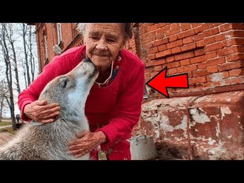 Por Esta Razón NADIE tiene a un LOBO de Mascota   La VERDAD de los LOBOS