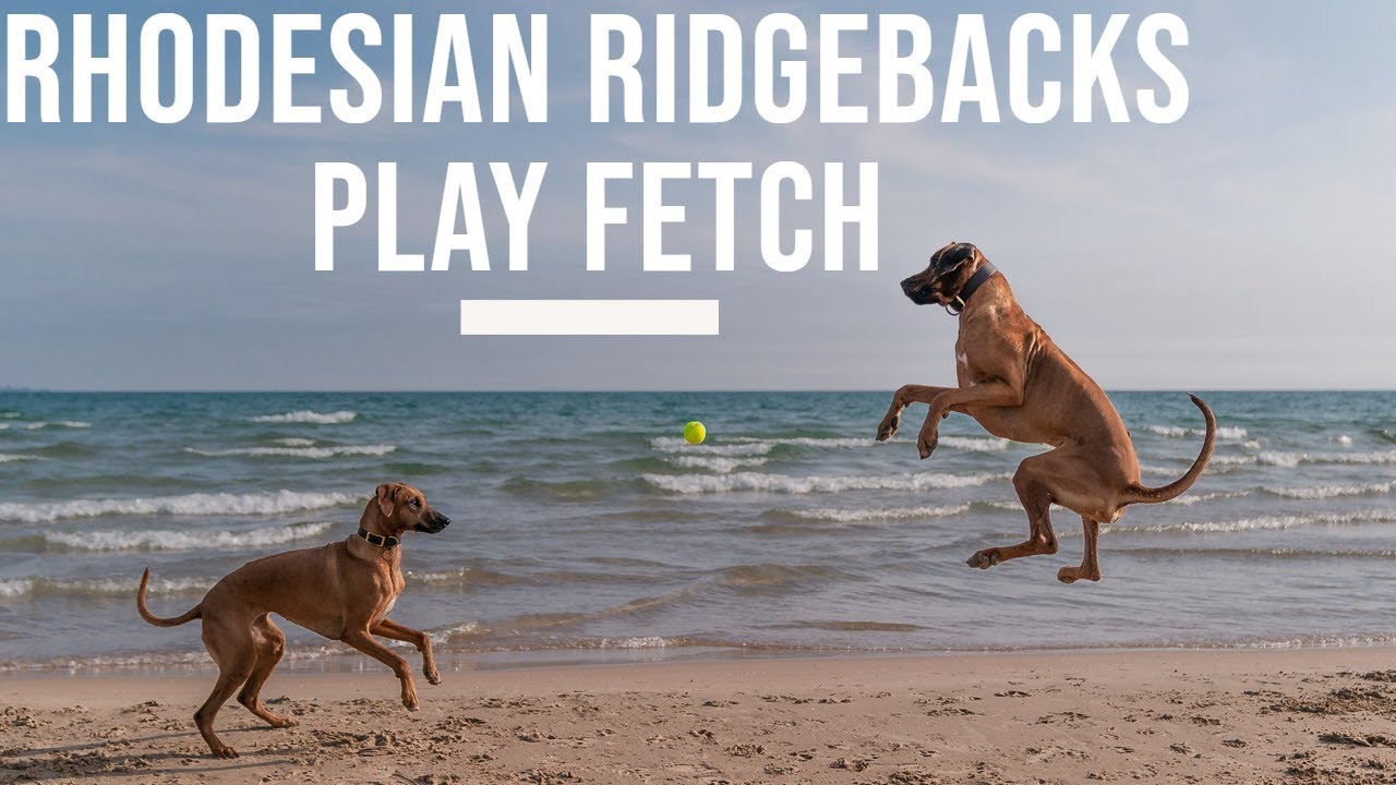 Rhodesian Ridgebacks Play Fetch Video Thumbnail