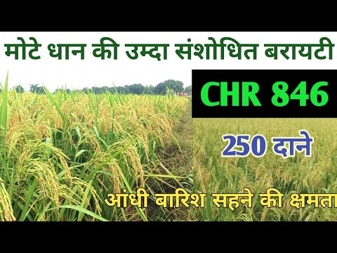 मोटे धान की उम्दा hybrid variety CHR 846, मोटे वजनदार दाने,आधी बारिश सहने की क्षमता, उपज 25+