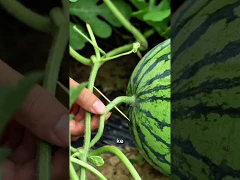 Menusuk tangkai semangka #shorts #farm