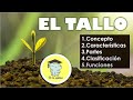 Types and Functions of Plant Stems
