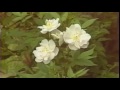 Gardening Concepts and Plant Characteristics