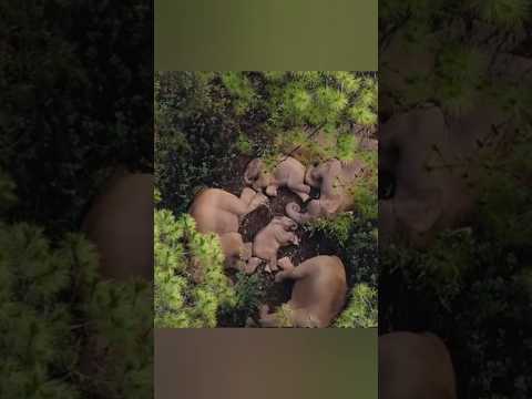 हाथियों का संघर्ष भरा जीवन।।Elephant migrates to another forest.#naturelovers #wildlife