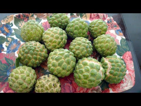 सीताफल (शरीफा) खाने वाले ये बाते जानकर उछल पड़ेंगे