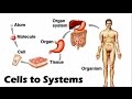 Biological Organization and Function