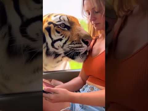 Face to Face with a Tiger โ Unbelievable! ๐
๐ณ ใใฉใจ้ก้ข่ท้ขใผใญโฆไฟกใใใใชใ๏ผโจ #shorts #viral #fyp