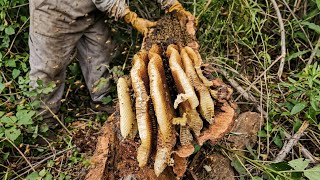 We Were Shocked When We Cut Open This Log! 