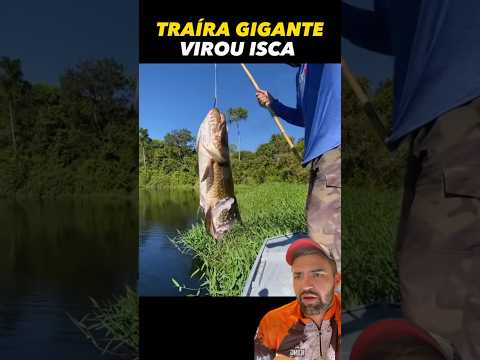 O predador virou à presa! 🎣😳#pescaria #pescador #pesca #trairão #pescaesportiva #pescador