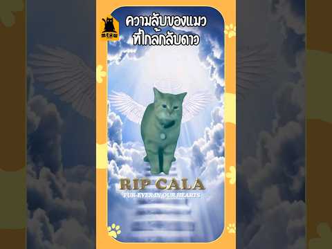 ความลับของแมวที่ใกล้กลับดาว #แมว #ทาสแมว #เลี้ยงแมว #meowbarn #เหมียวบาน