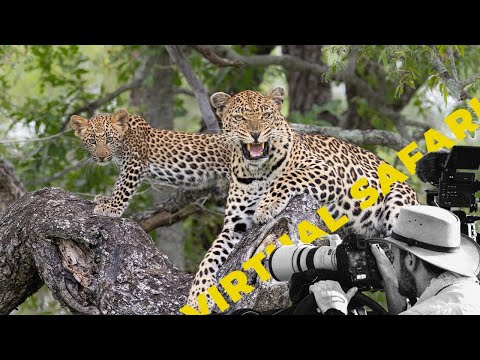 Mother Leopard and Cub in Tree and Enormous Lions Walk Right Past Our Vehicle! - Virtual Safari #257