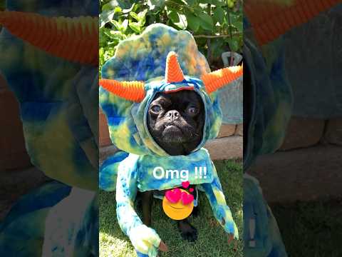 Please🙏Don’t Be Ugly!!! 👀 #pug #dog 🐶#fypシ #shorts