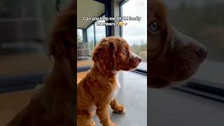 Can you help me hit 1M family members? 🥹🐶 #puppy