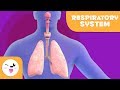 Understanding the Respiratory System