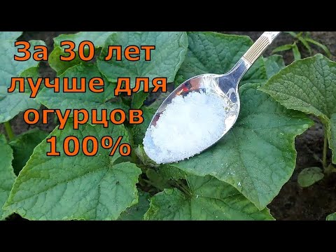 Одна ложка в июне — взрывной рост огурцов, томатов и перцев!