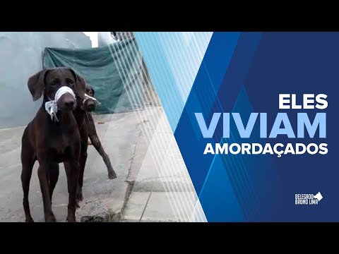 Eles viviam amordaçados | Del. Bruno Lima