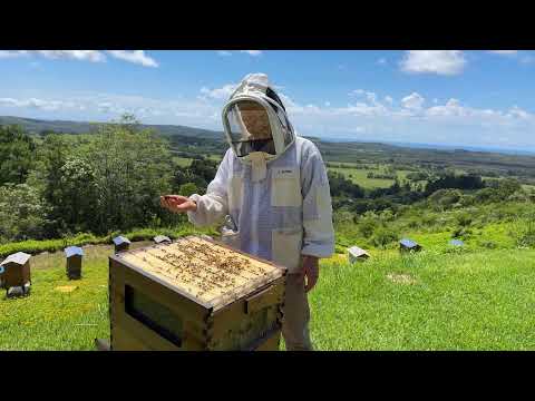 Are my bees hungry?