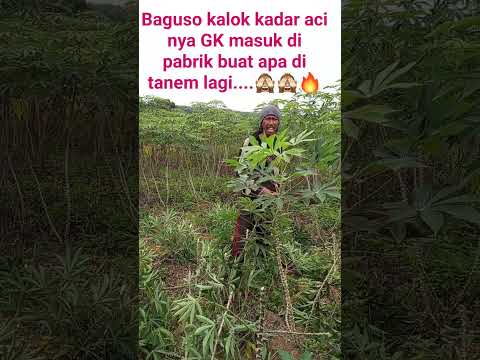 SINGKONG CINO GAK LAKU