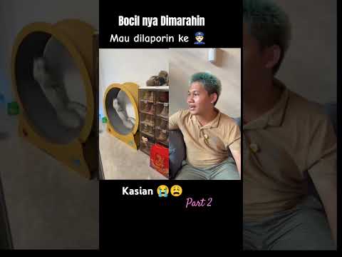 Bocilnya mau dilaporin ke paklisi gaess 😭. Kasian Banget  #omped #ompedvisual #cat  #bocil #lucu