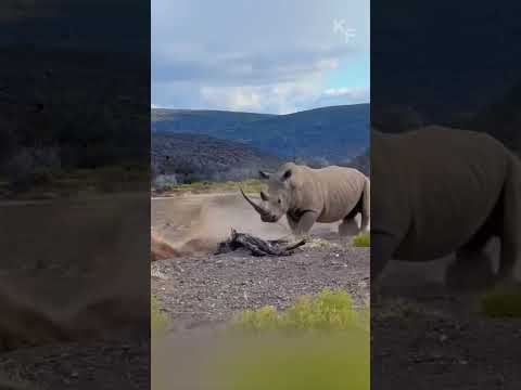 Unfazed Giant: How a Rhino Escaped the Lions’ Attack
