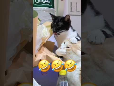 Two Funny Cats 😂 | Part 72 #cats #funnycats #cutecat #funny #pets #animals #shorts